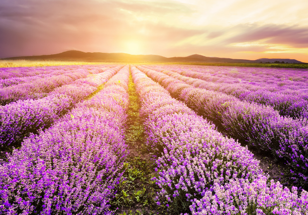10 razones por las que deberías tener aceite esencial de lavanda en tu hogar.