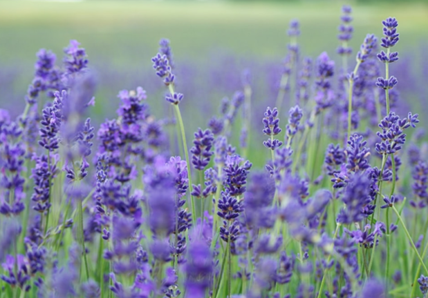 5 beneficios increíbles de la Lavanda