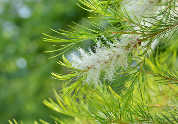 5 propiedades mágicas de Aceite esencial de árbol de té