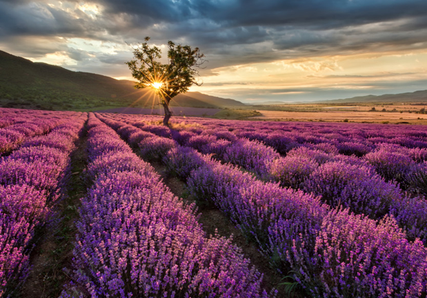 Aceites esenciales - su uso en aromaterapia
