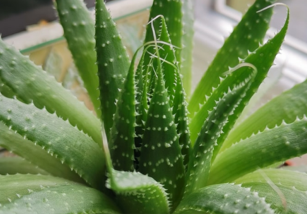 Las propiedades mágicas del Aloe Vera y su uso en cosmética