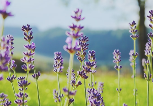 Lavanda: ambientes y belleza